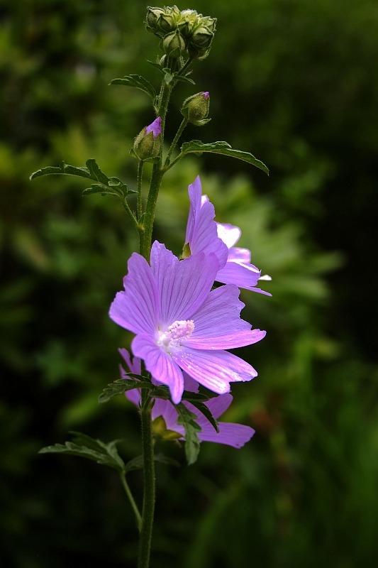 flower_1593.jpg